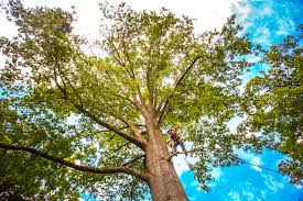 How Our Tree Care Process Works  in  Lockport, NY