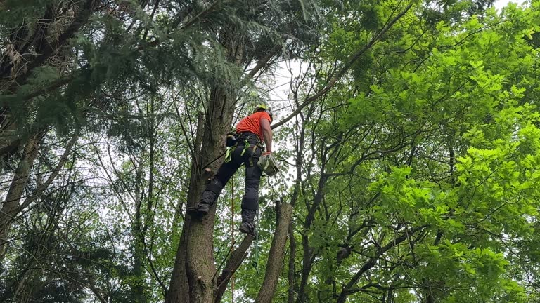 Best Tree Maintenance Programs  in Lockport, NY