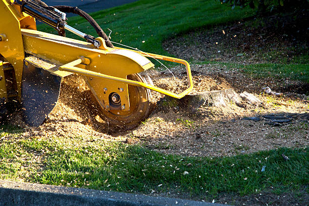 Best Lawn Irrigation Installation and Maintenance  in Lockport, NY