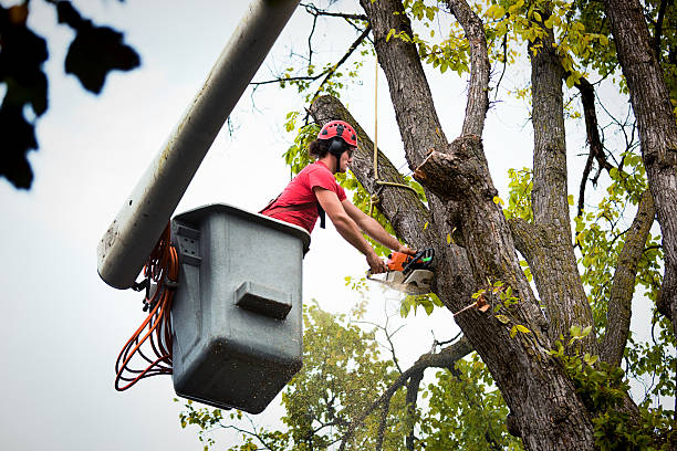 How Our Tree Care Process Works  in  Lockport, NY