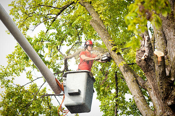 Best Tree Removal  in Lockport, NY