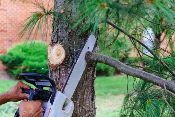 Best Tree Cabling and Bracing  in Lockport, NY